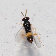 Eulophidae (family) at Lawson, ACT - suppressed