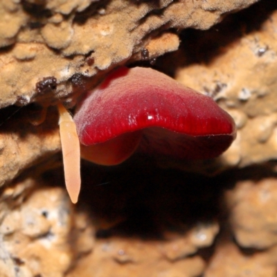 Unidentified Cap on a stem; gills below cap [mushrooms or mushroom-like] at Paddys River, ACT - 8 Jun 2024 by TimL