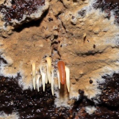 Mucronella sp. at Tidbinbilla Nature Reserve by TimL