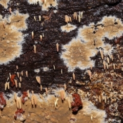 Mucronella sp. at Tidbinbilla Nature Reserve - suppressed