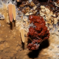 Mucronella sp. at Tidbinbilla Nature Reserve - suppressed