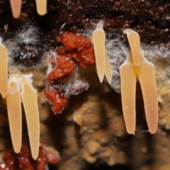 Mucronella sp. at Tidbinbilla Nature Reserve - suppressed