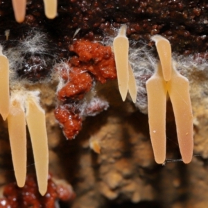Mucronella sp. at Tidbinbilla Nature Reserve - suppressed
