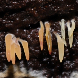 Mucronella sp. at Tidbinbilla Nature Reserve - suppressed