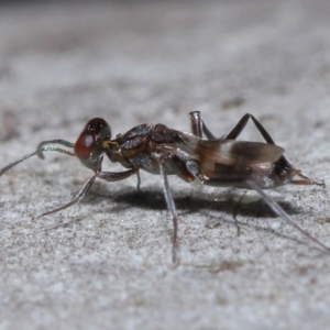 Eupelmidae (family) at Sth Tablelands Ecosystem Park - 9 Jun 2024 03:30 PM