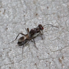 Eupelmidae (family) at Sth Tablelands Ecosystem Park - 9 Jun 2024 03:30 PM