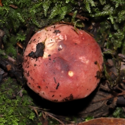 Russula persanguinea (Russula persanguinea) at Tidbinbilla Nature Reserve - 8 Jun 2024 by TimL