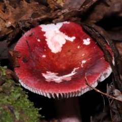 Russula persanguinea (Russula persanguinea) at Tidbinbilla Nature Reserve - 8 Jun 2024 by TimL