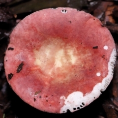 Russula persanguinea at Tidbinbilla Nature Reserve - 8 Jun 2024