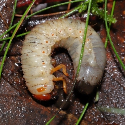 Adoryphorus coulonii (Redheaded pasture cockchafer) at Tidbinbilla Nature Reserve - 8 Jun 2024 by TimL