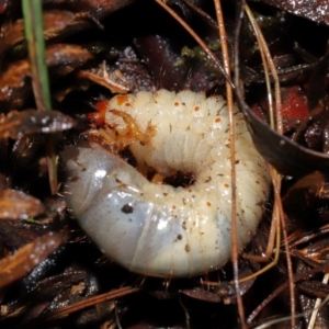 Adoryphorus coulonii at Tidbinbilla Nature Reserve - 8 Jun 2024