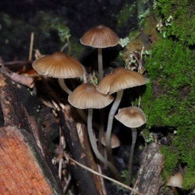 Mycena sp. (Mycena) at Tidbinbilla Nature Reserve - 8 Jun 2024 by TimL