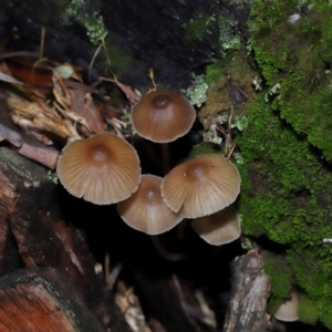 Mycena sp. (genus) at Tidbinbilla Nature Reserve - 8 Jun 2024 01:31 PM