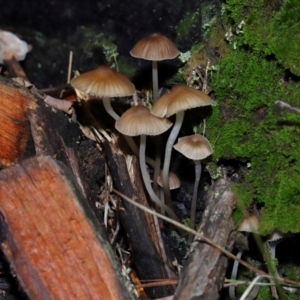 Mycena sp. (genus) at Tidbinbilla Nature Reserve - 8 Jun 2024 01:31 PM