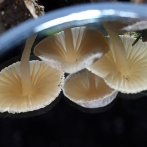 Mycena sp. (genus) at Tidbinbilla Nature Reserve - 8 Jun 2024 01:31 PM