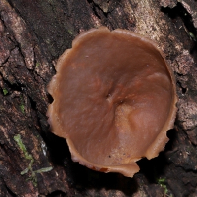 Unidentified Disk-like to cup-like at Namadgi National Park - 5 Jun 2024 by TimL