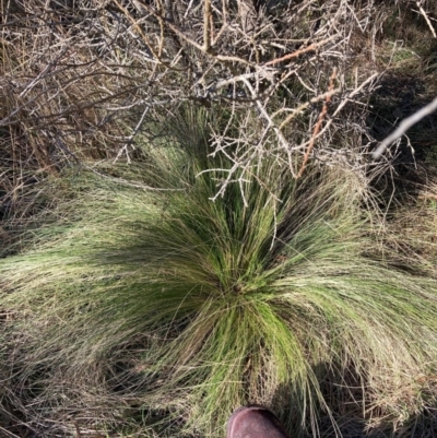 Nassella trichotoma (Serrated Tussock) at Mount Majura - 10 Jun 2024 by waltraud