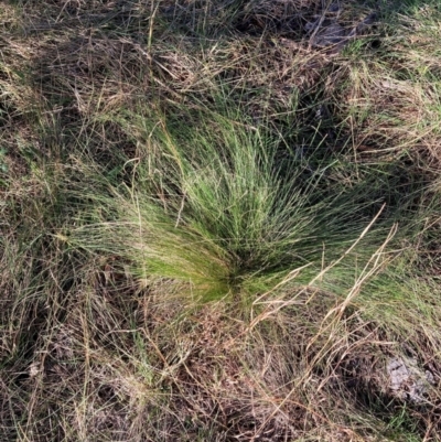 Nassella trichotoma (Serrated Tussock) at Mount Majura - 10 Jun 2024 by waltraud