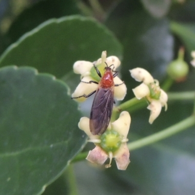 Bibio imitator (Garden maggot) at Pollinator-friendly garden Conder - 6 Jan 2024 by MichaelBedingfield