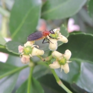 Bibio imitator at Pollinator-friendly garden Conder - 6 Jan 2024 05:52 PM