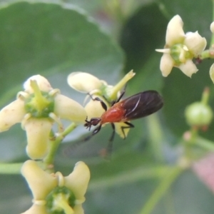 Bibio imitator at Pollinator-friendly garden Conder - 6 Jan 2024 05:52 PM