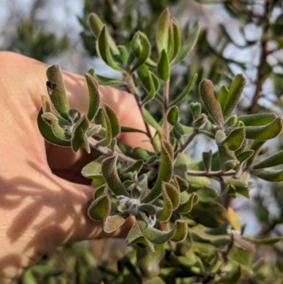 Persoonia rigida (Hairy Geebung) at Livingstone National Park - 9 Jun 2024 by Darcy