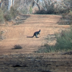 Wallabia bicolor (Swamp Wallaby) at Livingstone National Park - 9 Jun 2024 by Darcy