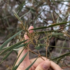 Acacia doratoxylon at Livingstone National Park - 9 Jun 2024