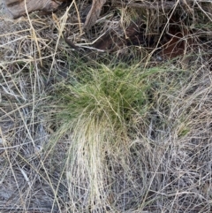 Nassella trichotoma (Serrated Tussock) at The Fair, Watson - 10 Jun 2024 by waltraud