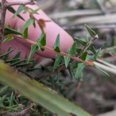 Acacia gunnii at Livingstone National Park - 9 Jun 2024