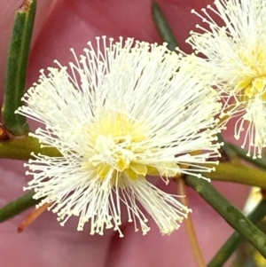 Acacia genistifolia at Aranda, ACT - 12 Jun 2024