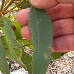 Eucalyptus rossii at Aranda Bushland - 12 Jun 2024 01:22 PM