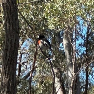 Petroica boodang at Aranda Bushland - 12 Jun 2024 12:55 PM