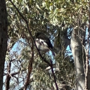 Petroica boodang at Aranda Bushland - 12 Jun 2024 12:55 PM