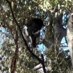 Petroica boodang at Aranda Bushland - 12 Jun 2024 12:55 PM