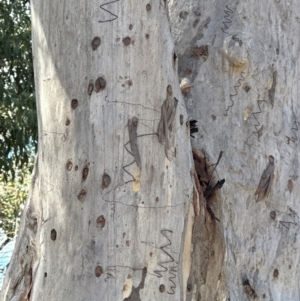 Eucalyptus rossii at Aranda, ACT - 12 Jun 2024