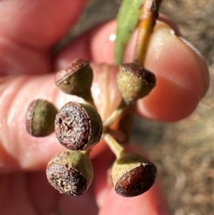 Eucalyptus rossii at Aranda, ACT - 12 Jun 2024