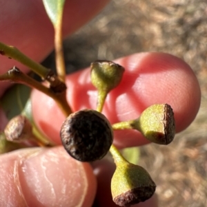 Eucalyptus rossii at Aranda, ACT - 12 Jun 2024