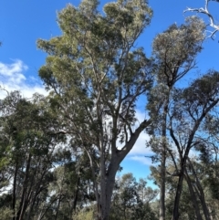 Eucalyptus rossii at Aranda, ACT - 12 Jun 2024