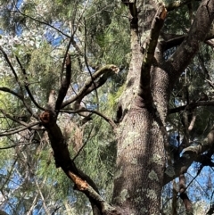 Exocarpos cupressiformis (Cherry Ballart) at Aranda Bushland - 12 Jun 2024 by lbradley