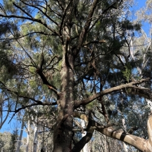 Exocarpos cupressiformis at Aranda Bushland - 12 Jun 2024