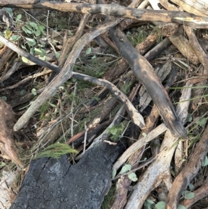 Exocarpos cupressiformis at Aranda Bushland - 12 Jun 2024