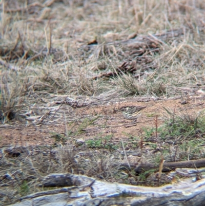 Pyrrholaemus sagittatus (Speckled Warbler) at Livingstone National Park - 9 Jun 2024 by Darcy