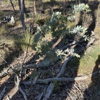 Acacia baileyana (Cootamundra Wattle, Golden Mimosa) at Aranda Bushland - 12 Jun 2024 by lbradley