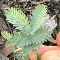 Acacia baileyana at Point 4152 - 12 Jun 2024 02:03 PM