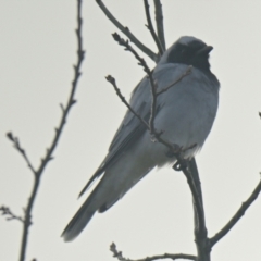 Coracina novaehollandiae (Black-faced Cuckooshrike) at Evatt, ACT - 12 Jun 2024 by Thurstan