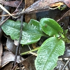 Pterostylis sp. (A Greenhood) at Aranda Bushland - 12 Jun 2024 by lbradley