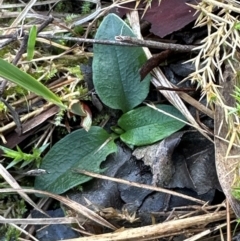 Pterostylis sp. at Point 4081 - suppressed