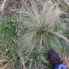 Nassella trichotoma (Serrated Tussock) at Mount Majura - 10 Jun 2024 by waltraud