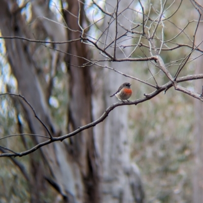 Petroica boodang (Scarlet Robin) at Livingstone National Park - 9 Jun 2024 by Darcy